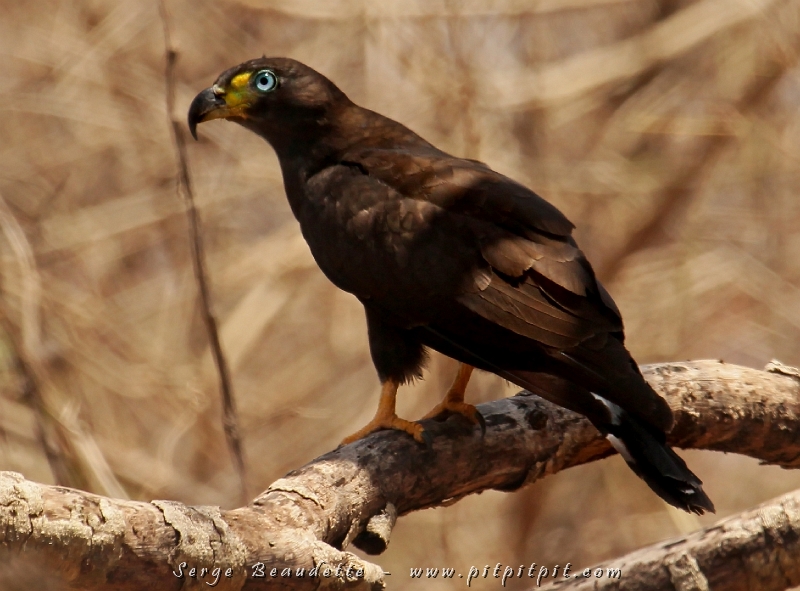 Un autre cadeau d’une valeur égale au Géocoucou (deux dans la même journée!) : il m’a laissé l’approcher et nous avons, encore une fois seuls tous les deux, « évoluer » ensemble dans la forêt pendant 20 minutes...! Moi, pas à pas et lui, de branches en branches...!!!! Moment magique de proximité avec une créature exceptionnelle!