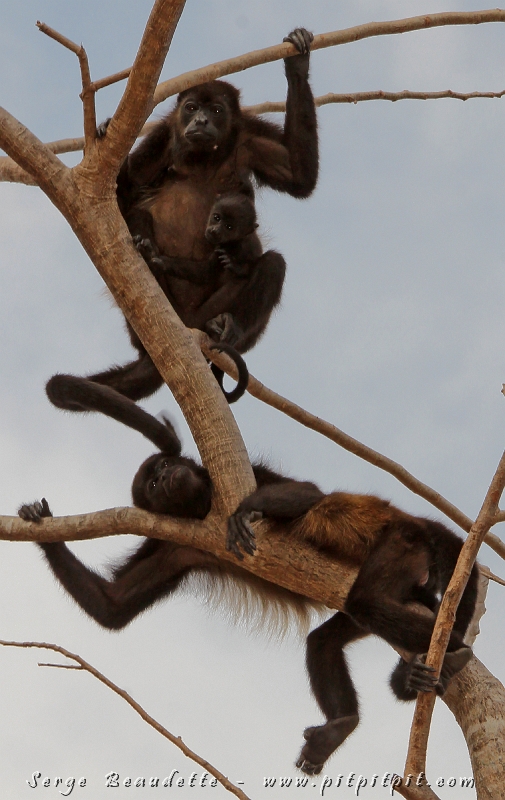 Une photo que j’apprécie particulièrement : une famille de Singes hurleurs! Regardez le mignon « tout p’tit chou » sur sa maman!!!
