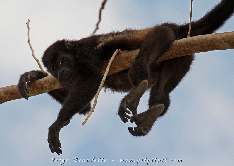 Tout un groupe de Singes hurleurs (nos « réveils-matin ») se reposent dans un arbre, sur la route près du Lodge durant les heures les plus chaudes!