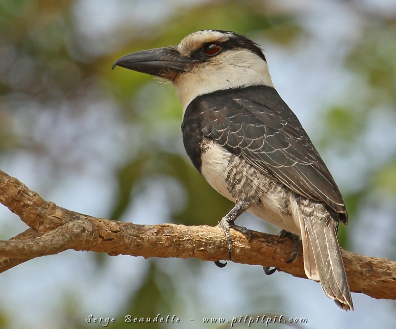 Notre 2e espèce de Tamatia ("Puffbird") du voyage! J'aime beaucoup ce nom anglais qui leur va bien! Le Tamatia à gros bec a été très collaborateur et c'est un oiseau magnifique avec toute une présence!!!