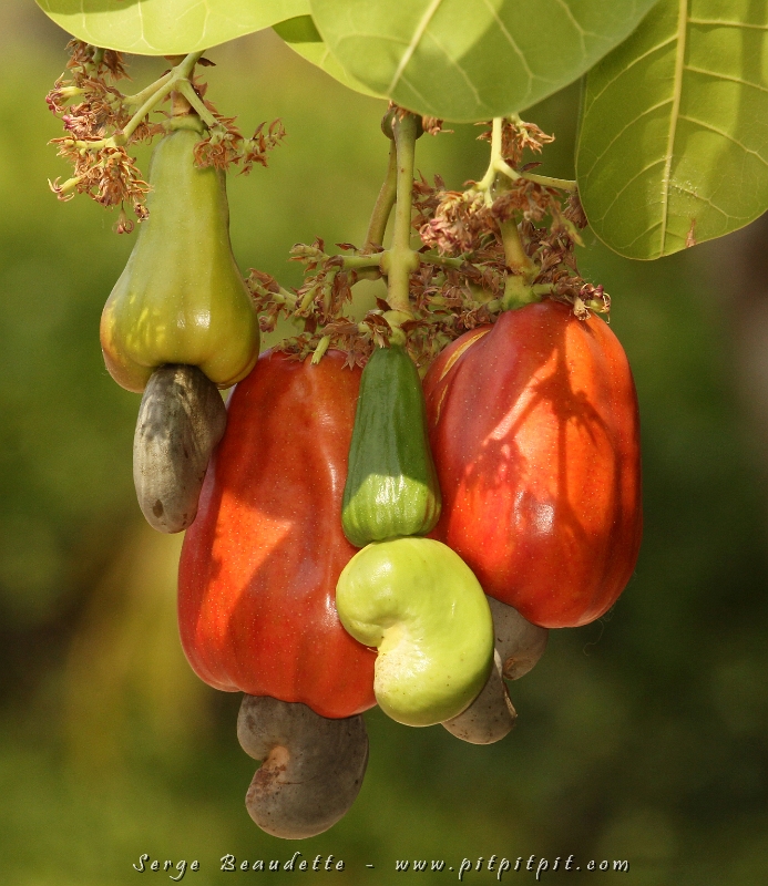 Nous apprenons même sur la provenance de notre nourriture! Ici, un Anacardier... l'arbre qui fait les "noix d'acajou"!!! Un fruit=une noix! Il ne faut pas s'étonner que ce soit dispendieux... la nature met le paquet pour produire ce festin!