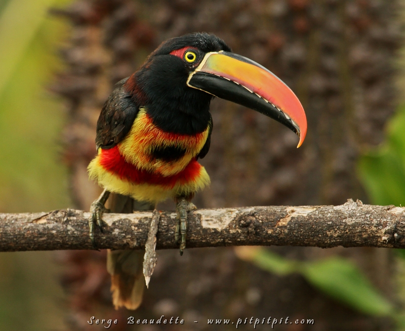 L'Araçari de Frantzius est aussi le plus coloré des Toucans que nous avons eu la chance de contempler!!!