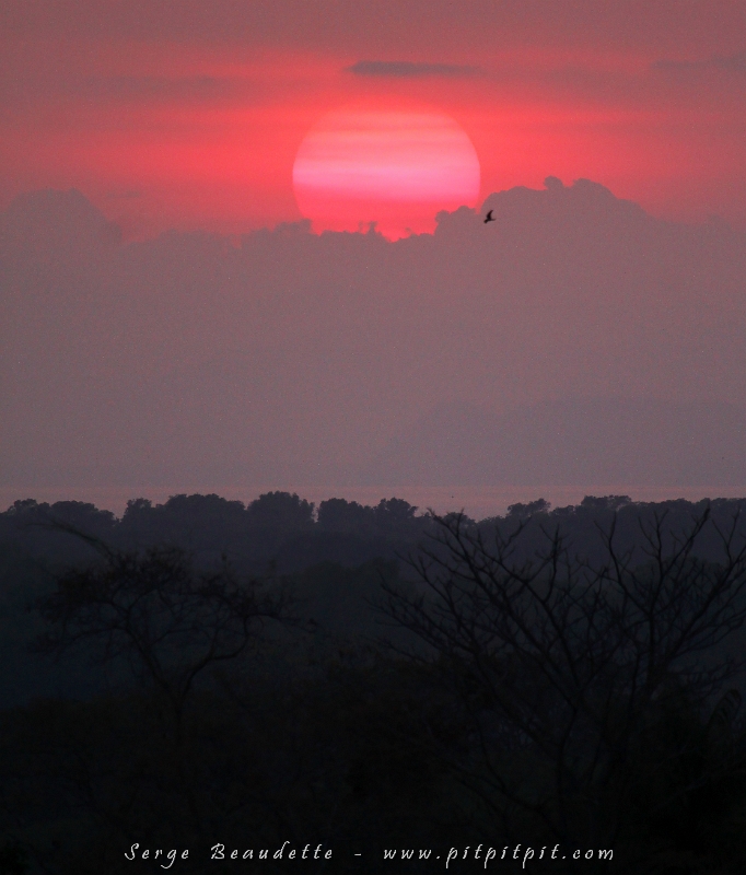 ...Le soleil se couche sur le Pacifique... De la terrasse de notre Lodge, nous observons le spectacle ! La journée se termine??? Pas du tout!!! Les dizaines d'Engoulevents minimes viennent de sortir pour la nuit, les Aras rouges et les Canards musqués passent en vol pour aller dormir dans la mangrove...