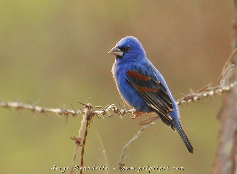 Nous quittons le Lodge pour le Parque Nacional Carara et avant même de rejoindre la route principale qui longe l’océan, nous observons à souhaits, de l’autobus, ce splendide mâle Guiraca bleu! …Une des 112 espèces Nord Américaines à venir passer l’hiver au Costa Rica!