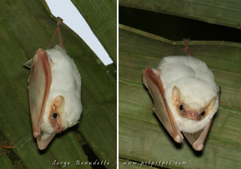 La gardienne du Parc de Carara, à l’entrée, sous des feuilles de palmier, la Chauve-souris fantôme! Une première pour moi!!! Elle est TELLEMENT mignonne, toute dodue avec ses ailes roses!!!