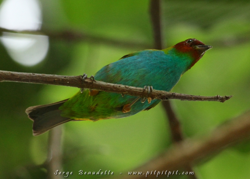 À chaque voyage je vous présente le Calliste rouverdin qui m’impressionne par son agencement de couleurs devraient ne pas aller ensemble : turquoise, marron, vert et jaune…mais qui pourtant, donne un oiseau d’un raffinement qui dépasse toute logique!!!