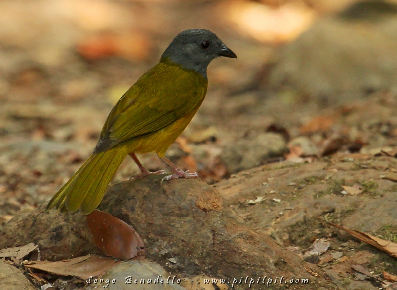 Cette « folie » crée le bonheur des « antbirds »… et des ornithologues! Notre seule chance de voir certaines espèces qui suivent les fourmis en permanence, comme ce Tangara à tête grise attend au sol, affairé à éviter les fourmis et à trouver les insectes apeurés… il ne se soucis nullement de notre présence!