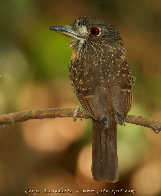 …Et un AUTRE magnifique « Puffbird »!!! Le Tamatia de Lafresnay, venu, lui aussi, très près pour les insectes!!! Notre 3e espèce (sur 4) de Tamatia! Ma plus belle observation à vie, il va sans dire!!! …À cette variété s’est ajouté 6 autres espèces toutes aussi spéciales les unes que les autres! Moment béni au milieu de ce régiment de « Army Ants »