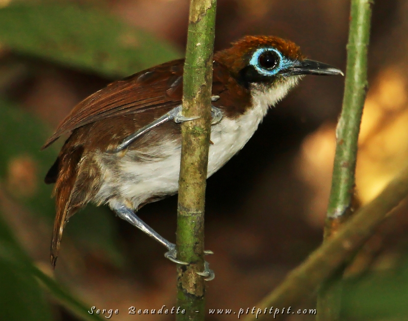 Le Fourmillier à joues blanches est aussi trop occupé pour se sauver de nous! Tous, à moins de 2 pieds du sol…! Trouvez les fourmis, trouvez les oiseaux!   