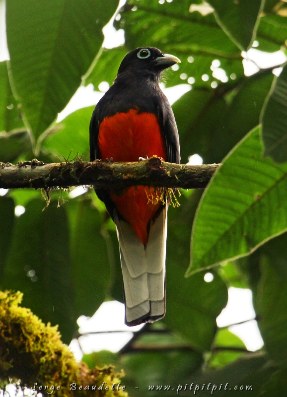 Nous trouvons ensuite et enfin une spécialité du parc : le Trogon de Baird, semi-endémique! C’est ma plus belle observation à vie de cette espèce! Et j’étais hyper content de voir que je « pognais encore » : je l’ai sifflé 2 fois, et chaque fois, elle s’approchait de moi!!!