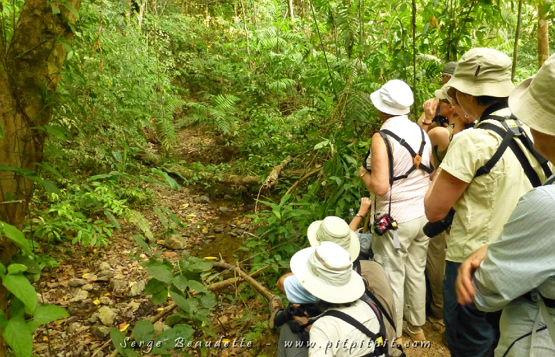 Et pour finir la journée, une expérience parmi mes préférées de chaque voyage, nous allons sur le bord d’un tout petit ruisseau à la fin du jour, où 3 espèces de Manakins (oiseaux très recherchés) viennent se baigner, avec plus d’une dizaine d’autres espèces!!!