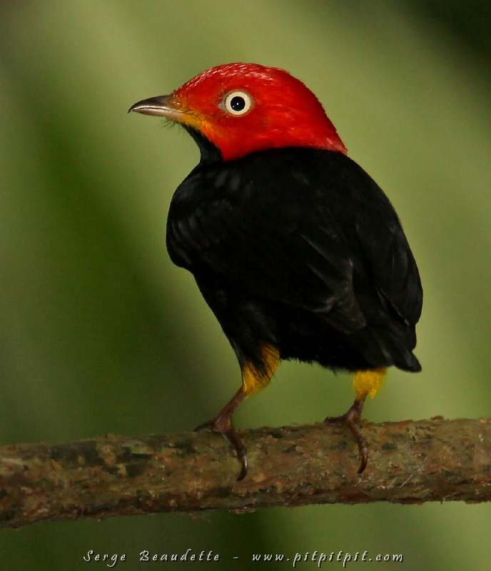C’est drôle parfois les noms d’oiseaux… Le « Red-headed Manakin » ne s’appelle pas « Manakin à tête rouge » en français, mais Manakin À CUISSES JAUNES! Ce n’est pas une fausseté mais ça invite à la perspicacité!!!