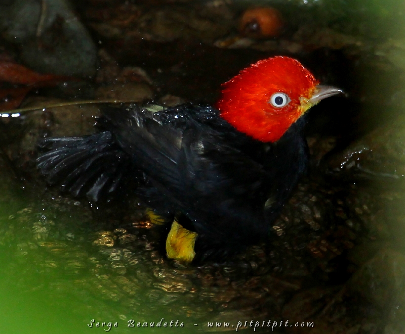 Ah! c'qu'on-est-bien, quand-on-est-dans-son-bain!!! Tra-la-la!