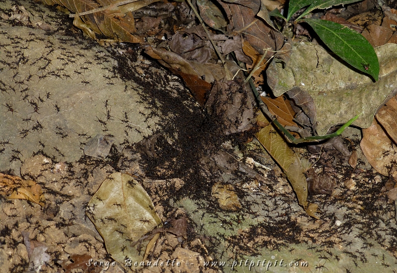 ENCORE un « trip » de fourmis légionnaires!!!!!!!!! Ces millions de fourmis qui mangent tout sur leur passage… et font fuir les insectes et araignées qui en ont peur… Même les Scorpions en ont horriblement peur, et on comprend pourquoi quand on voit la densité de cette armée (« Army ants » en anglais)