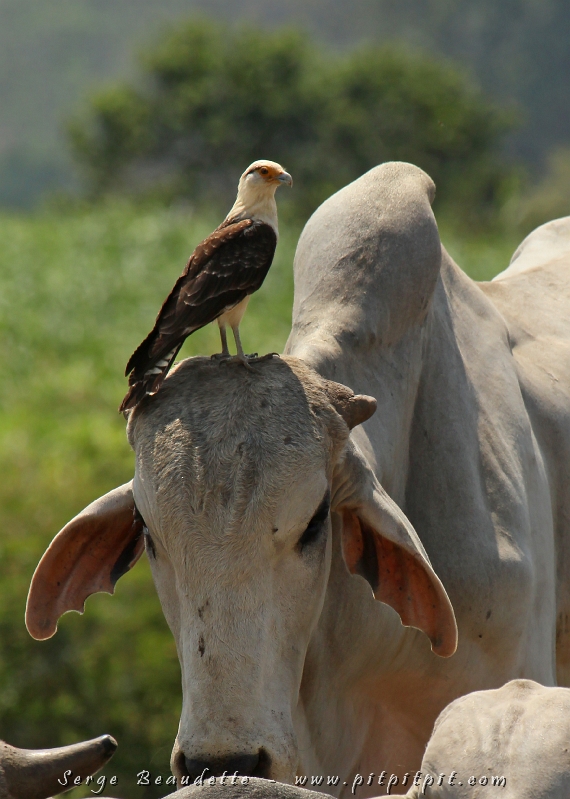 Et la surprise! Il vient se percher par trois fois sur la tête d’une belle vache Brahma!!! Ça ne semblait vraiment pas la déranger!