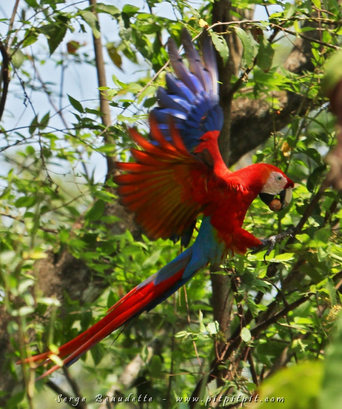 Le Ara rouge est un oiseau feu, avec une présence imposante tant par sa voix, sa couleur, son comportement! Extravertis, extravaguant, il fait presque dans l’exagération! …Mais on aime tellement ça!!!