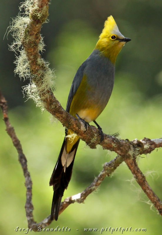 Arrivé dans les montagnes, l’altitude, la fraîcheur, les rivières limpides pleines de truites et les vielles forêts avec des arbres millénaires!!! …Tous les oiseaux sont extrêmement adaptés à cet environnement et n’ont rien à voir avec ce que nous avons vu à ce jour!!! Ici, le Ptilogon à longue queue, pas toujours facile à voir mais toujours très espéré!!!