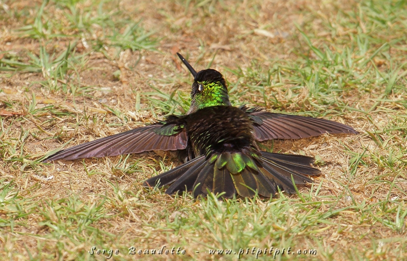 Ici, au Paraiso del Quetzal (Paradis du Quetzal), 4 nouveaux colibris nous souhaitent la bienvenue en abondance! Ce drôle de Colibri de Rivoli s’étend sur le sol pour prendre un bain de lumière! …À moins qu’il ne m’ait jamais vu et qu’il fait une « roulade » pour son « lifer » (voir blogue #6 pour ceux et celles qui ne savent pas à quoi je fais référence!)