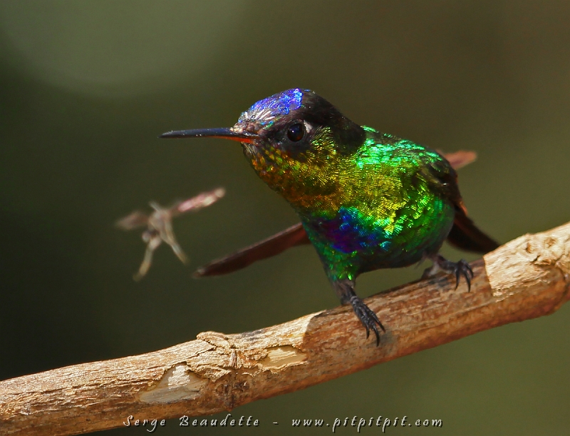 Un semi-endémique que nous ne pourrons voir que sur ce site très localisé, le très coloré Colibri insigne, qui se chamaille avec une abeille!