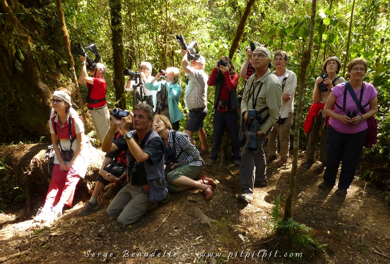 Tout de suite après un diner que personne ne souhaitait étirer (même si on mange extrêmement bien, devant tant de beauté, c’est « presque » une perte de temps!), nous sommes descendus dans un sentier magique pour aller épier un nid de Quetzals resplendissants! ...Ici, on dirait que tout le groupe observe justement, l'animal convoité, non?! Il n'en est rien!!! ...Nous nous taquinons tant que nous pouvons dans ces voyages de groupe, et ici, c'est une conspiration "contre" moi! J'étais allé investiguer un autre endroit pour le Quetzal parce qu'on attendait depuis très longtemps et quand je suis revenu, le groupe voulait me faire croire qu'ils l'observaient!!! Même les photographes déclenchaient "dans le vide"! L'illusion était totale... mais après 13 jours de voyage, à crier "au loup", ça donne ce que ça donne! Au lieu donc de me tourner vers où les gens regardaient, j'ai regardé vers eux et j'en ai profité pour faire une photo!!!! Merci la gang d'être si bons joueurs!!!