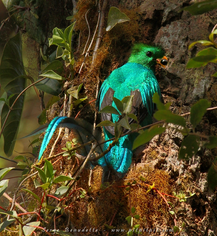 Moi et deux autres voyageuses avions vu rapidement une femelle Quetzal à l’entrée du sentier… mais rendu sur place, ce n’est qu’après une attente d’une heure et un passage éclair d’un bout à l’autre de la forêt que le mâle est revenu et a daigné se percher un bon moment sur l’entrée de son trou… aussi ébahis que nous l’étions de nous croiser pour la première fois j'imagine!!! 