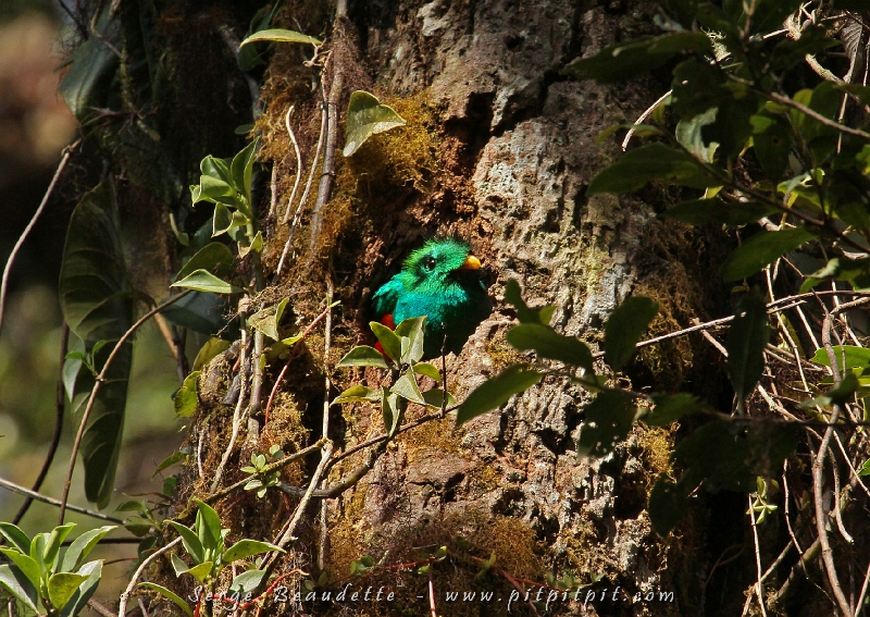 …Le mâle Quetzal entre dans le trou… sitôt, tout le monde s’en va… croyant que le spectacle est terminé… Mais moi et deux retardataires, animés par un souhait profond que les moments de grâce ne se terminent jamais… et peut-être par l’intuition que le meilleur était à venir voyons soudainement le visage du mâle sortir de la cavité. 