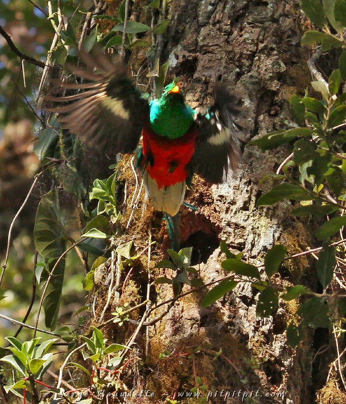 La voie est libre, papa Quetzal sort en vitesse…!