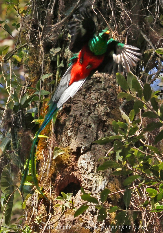 Même s’il sort à toute épouvante en une fraction de seconde à peine, avec son interminable queue, le Quetzal semble ne plus finir de sortir!!!