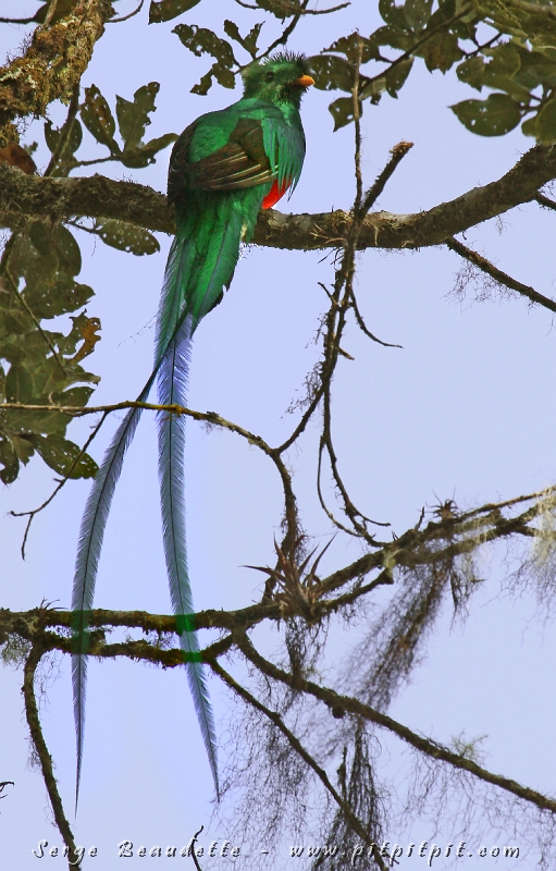 Il se perche à contre-jour, mais de tout son long, pour notre plus grand plaisir!