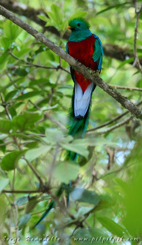 Départ à 6h00 (j’avais omis de changer l’heure de mon cadran 5h58…! Oups! Je me réveille en sursaut à 5h49 en m’en souvenant (l’inconscient est une machine exceptionnelle parfois!!!)… et nous sommes à 6h00 tapant, moi et mon co-chambreur, café à la main, tuque sur la tête pour ma part (il fait 9 degrés celcius!) et prêt pour l’expédition qui vise à trouver un (ou des) Quetzals resplendissants, beaucoup plus actifs très tôt le matin!!! 3 km d’autobus, 150 m de marche, 15 minutes d’attente… et c’est fait!!! Un magnifique mâle!