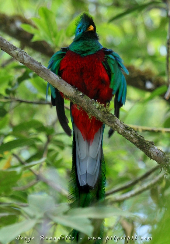 …Le mâle Quetzal prend méticuleusement soin de son ramage d’une élégance qui mérite tout ce soin et s’ébouriffe devant nous!!! Comme une photo ne peut pas rendre la « présence » de l’oiseau, son énergie, je vous ai fait un petit film où on y voit même la magie que je voulais tant vous montrer… sa queue qui volette comme une un ruban lumineux, brillant, au rythme de ses battements d’ailes lorsqu’il se déplace! À voir ci-bas (ou sur : http://www.youtube.com/watch?v=r67JqjRjHCM)