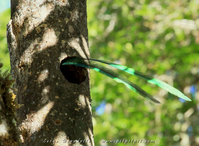 Le mâle Quetzal est ensuite revenu à l’entrée de son nid, et est resté un bon moment avant d’y pénétrer. Notez qu’avec une queue aussi longue, il en reste un long bout à l’extérieur! Même lorsqu’il se retourne pour sortir, il est fréquent qu’un bout soit encore à l’extérieur!!! …Je voulais partager de façon encore plus vivante cette scène avec vous encore!!! Alors voici un autre petit film de son arrivée majestueuse et de son entrée gracieuse dans sa cavité de nidification… À voir ci-bas (ou sur : http://www.youtube.com/watch?v=QEVyR3_VDhU)