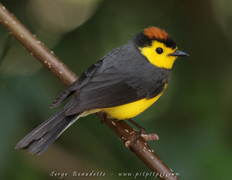 La Paruline ceinturée « El amigo del hombre » (l’ami de l’homme) qui ne s’est perchée sur personne cette fois-ci mais qui est venue marcher entre nos pieds!!! Petit oiseau magnifique qui fait le bonheur de tout le monde sans exception… mais qui fait encore plus plaisir aux photographes!!!