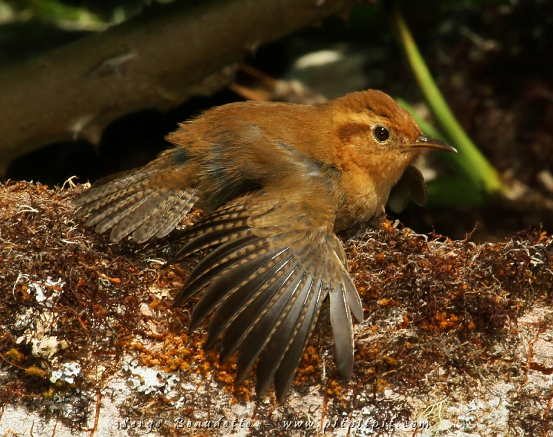 Vous vous souvenez le Colibri de Rivoli d’hier, prenant un bain de soleil par terre? Aujourd’hui, c’est le tour du tout petit et extrêmement mignon Troglodyte ocré, tout près de moi! …En février, j’avais envoyé une image du Pic glandivore qui faisait ça aussi! Tous des oiseaux en altitude!!!