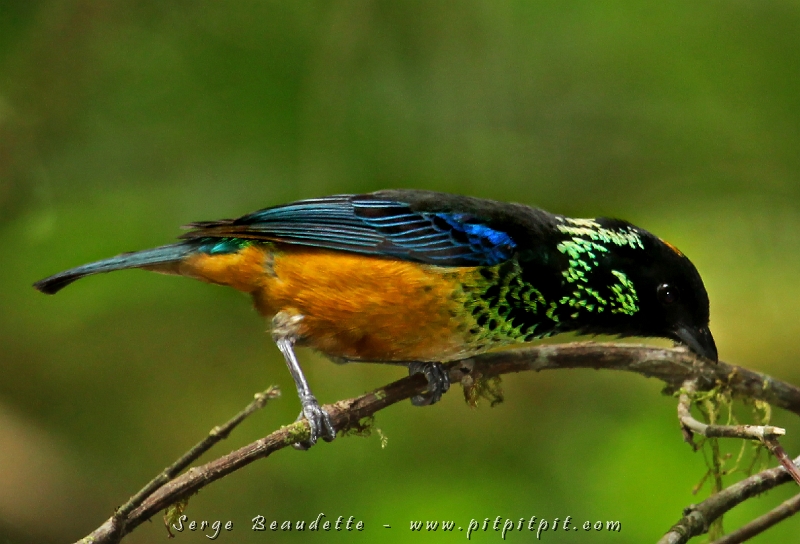 Nous sommes « tombés » sur une « ronde » hyper productive aujourd’hui! Une « ronde », c’est un groupe de plusieurs individus, de plusieurs espèces (aujourd’hui, plus de 30 oiseaux d’une dizaine d’espèces) voyageant ensemble en s’alimentant et se plaçant de façon constante dans la forêt. Quand elle croise un sentier, ce n’est jamais bien long mais c’est un p’tit rush d’adrénaline de 15 minutes qui a fait BEAUCOUP de bien!!! J’ai « capturé » un M-A-G-N-I-F-Q-U-E Calliste pailleté, couvert de paillettes et tout plein de couleurs qui ne devraient pas s’agencer!!!