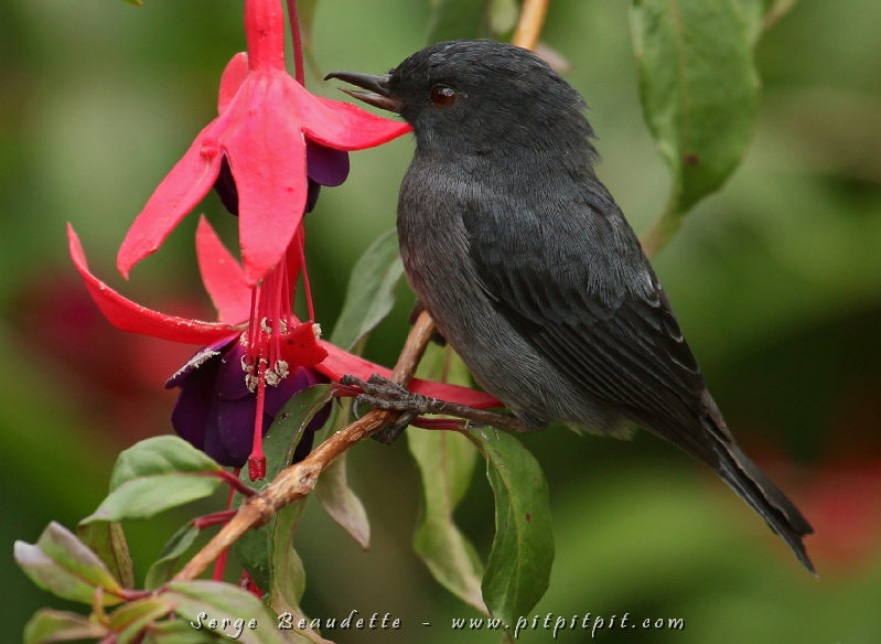 Nous avons vu notre premier Percefleur ardoisé, un oiseau qui se nourrit du nectar des fleurs comme les colibris, mais en perçant la base de leur corolle pour y entrer son bec, installer confortablement sur leur tige puisqu’il ne peut pas tenir en sustentions à l’instar des colibris…!