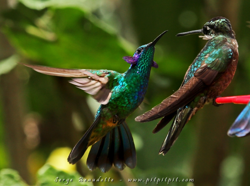 Le Colibri Thalassin (Green Violet-ear) fait ressortir ses joues violettes lorsqu’il est contrarié! ...C’est-à-dire, la plupart du temps quand il croise un autre colibri!
