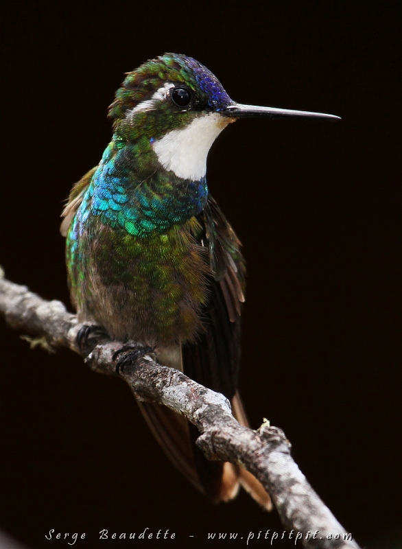 Un autre colibri d’altitude, le Colibri à ventre châtain! À ventre châtain??? Oui! En fait, c’est la femelle qui a le ventre de cette couleur! …Enfin, justice est faite! Un oiseau dont le nom décrit davantage la femelle que le mâle! Chez la Paruline bleue, seul le mâle est bleu… le Tangara écarlate, la femelle est verte… Qui a le col vert chez le Canard colvert? …etc!!!