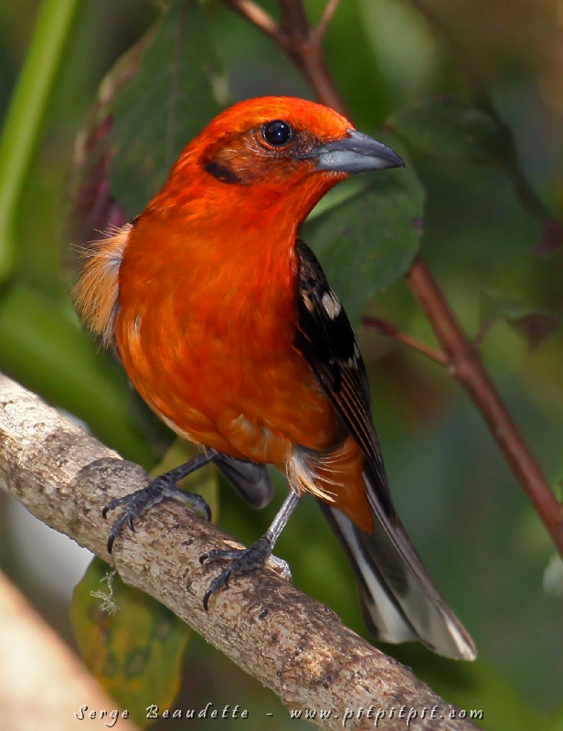 Le Tangara à dos rayé est aussi une espèce d’altitude qui fait beaucoup réagir les observateurs! Le mâle est rouge et la femelle jaune… mais tous les deux ont le « dos rayé »!