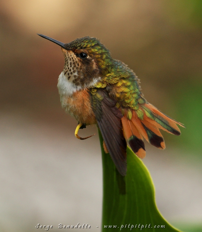 Le tout tout petit minuscule Colibri scintillant! On se demande presque si c’est un oiseau ou un insecte! Ici, il s’étire la queue et les ailes!
