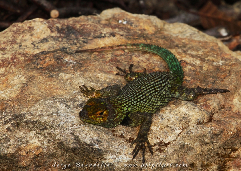 Pour mon garçon (cadeau de fête en retard d’une journée!) : le « Green-spiny Lezard » couleur arc-en-ciel!