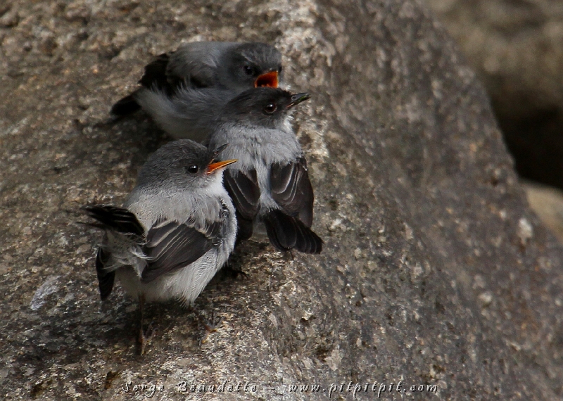 En faisant l’aller-retour au bord de la magnifique rivière Savegre tout le long des habitations du Lodge, moi et 3 autres voyageurs avons trouvé une jolie famille de Tyranneaux des torrents, une espèce spéciale que l’on cherche toujours à voir ici! 3 pour le prix d’un!!!