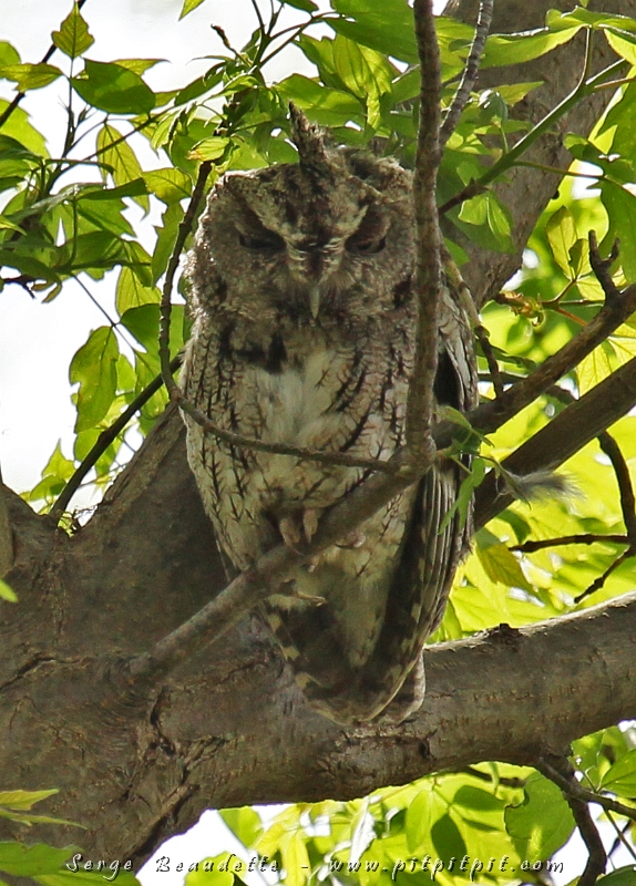 L'objectif de voyage d'une participante a été atteint au 2e jour de voyage par cette magnifique observation d'un "grand" Petit-Duc maculé (adulte) (...différent du "petit" Grand-Duc (bébé) que vous verrez dans la dernière publication du blogue de ce voyage!)