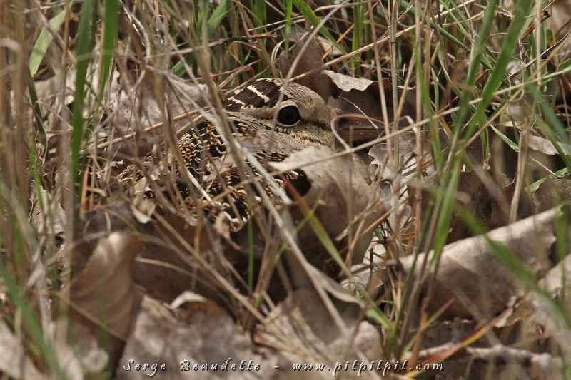 Là? Vous y voyez plus clair? C'est une belle Bécasse d'Amérique sur son nid, directement dans le stationnement!!! Nous avons observé 2 couples aussi difficiles à voir l'un que l'autre! Le mimétisme a épaté au plus haut point tous les participants de l'expédition!!! Et pour cause!