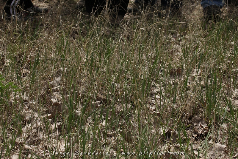 2 surprises singulières allaient ponctuer notre fin de séjour en Ohio, avant d'aller contempler la migration en Ontario, à Pointe-Pelée... Peut-être que comme nous tous, vous avez l'impression de ne rien voir sur l'image???