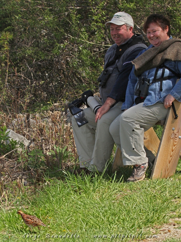 Alors que nous observions le bord de l'eau depuis un bon 30 minutes, loin de notre observation du Colin de Virginie, il nous avait suivi!!! ...et encore une fois, il est passé tout près de personnes du groupe, surpris encore une fois... Salutations avant de s'envoler définitivement de l'autre côté du plan d'eau!!!