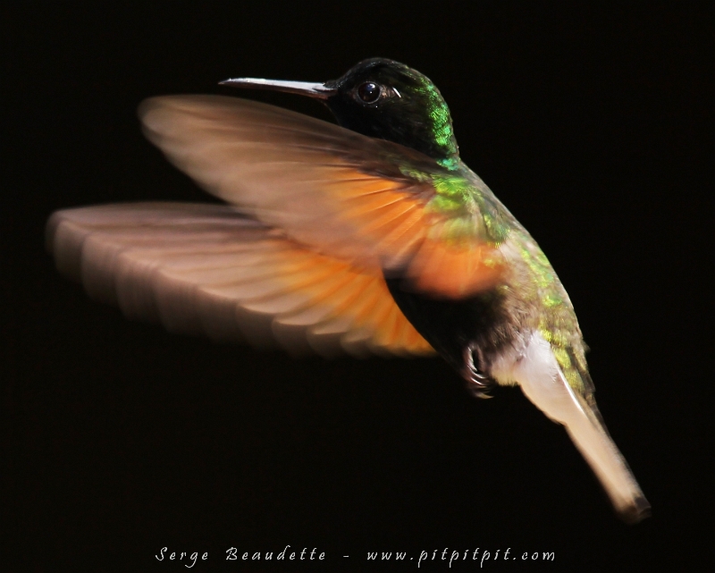 Même taille, même gabarit mais avec un critère très rare chez les colibris... un critère que son nom de Colibri à ventre noir met en évidence!!! Des épaulettes rousses, des plumes blanches dans la queue, une MERVEILLE!!! ...Minuscule lui aussi! C'est le seul endroit où on aura la chance de le voir... Nous en avons donc profité!!!