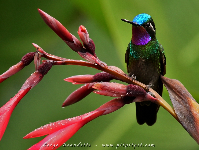 Le magnifique Colibri à gorge pourprée!!! Difficile de compter le nombre de couleurs qu'arbore son plumage métallique qui change à chaque millimètre que l'oiseau bouge!