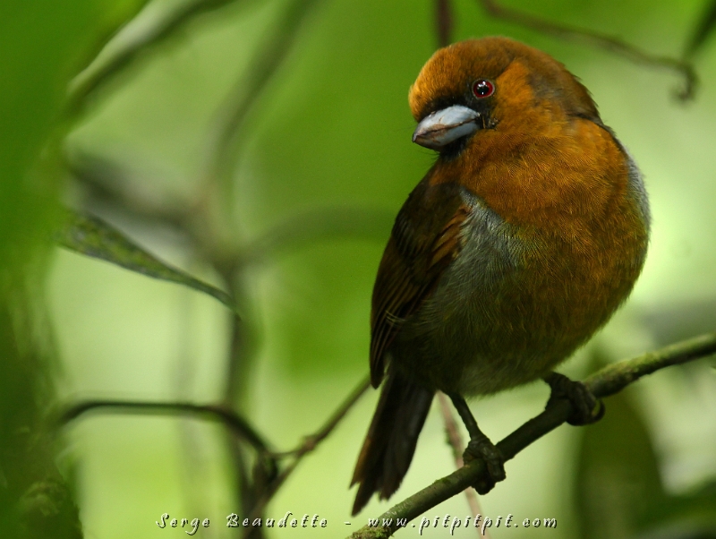 Mon coup de coeur du jour... celui qui m'a donné la tremblotte des jambes... 3 Cabézons de Frantzius, une espèce vue pour la première fois dans les tours l'an dernier... et que j'ai vu depuis, seulement très haut dans les arbres... et là, ils sont venu à 1 mètre de nous, comme si nous n'existions pas!!! Au coeur de la forêt nuageuse luxuriante, un moment de grande grâce!