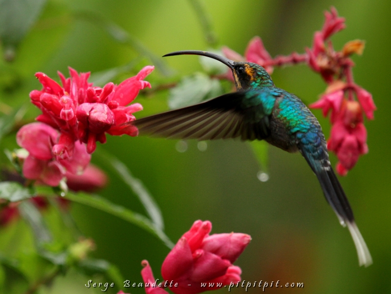 ...Comme c'est le cas bien souvent... la première fois se laisse attendre... et après, ça se reproduit sans plus d'attentes! Pour la 2e fois le même jour, après une attente de 5 ans, je reprends l'Hermite vert en photo dans des fleurs sauvages!!! Quelle beauté!